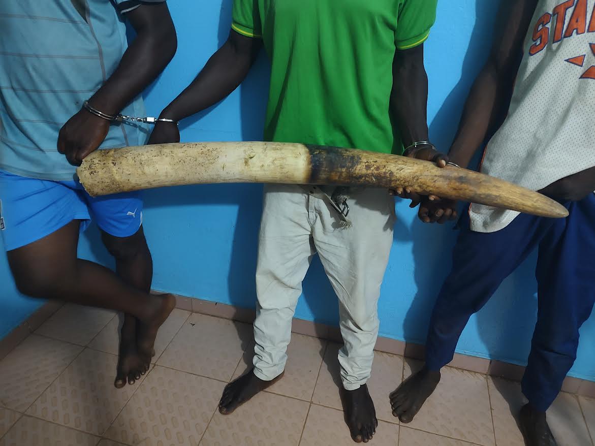 Criminalité faunique : trois  présumés trafiquants  arrêtés en possession d’une grosse défense d’éléphant  déférés  à la prison civile d’Atakpamé